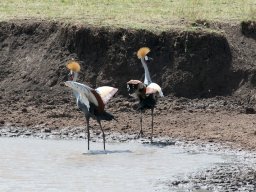 Western_Corridor2009-100